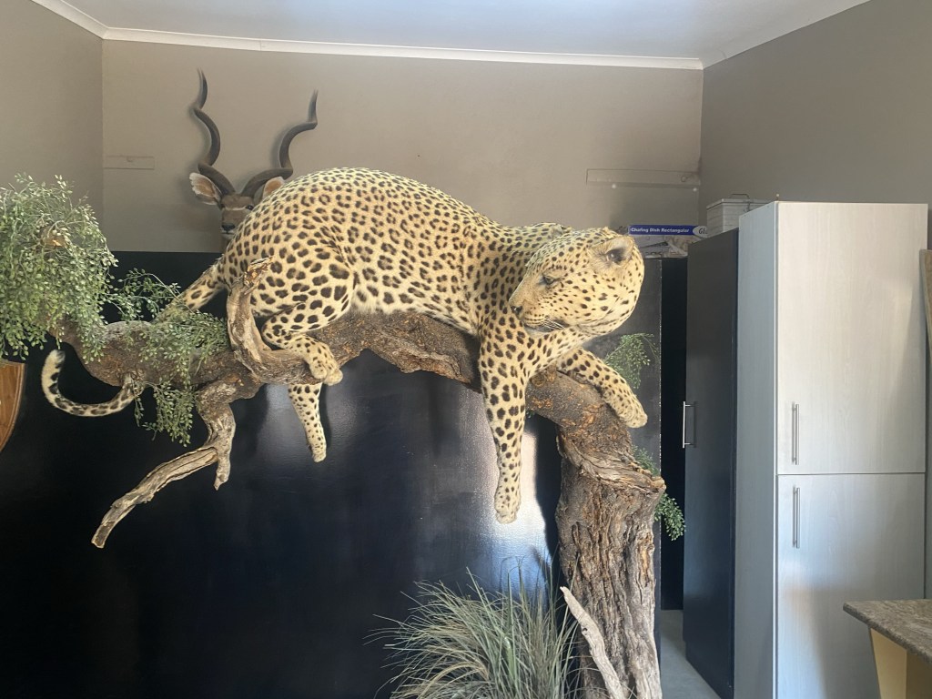 A leopard in the living room of the hunter 