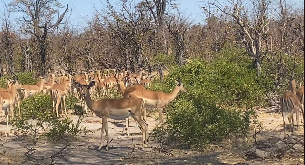 Herd of antilope in moremi national park 